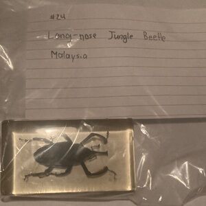 Long- Nose Jungle Beetle - Malaysia